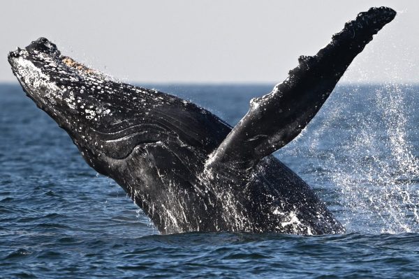 Say What!? Father Films WILD Video Of Whale Swallowing His Son In Chile (WATCH)